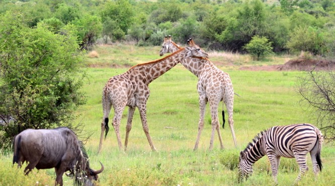 22-daagse: Het Noorden vol bijzondere safari's en natuurschoon