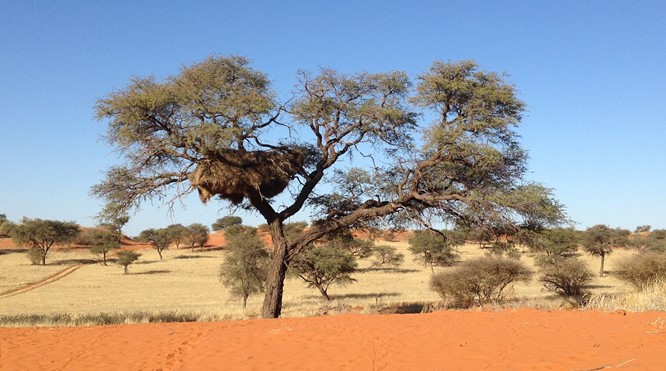 16-daagse Highlights door Bijzonder Namibië